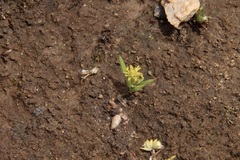 Triptilodiscus pygmaeus