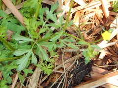 Ranunculus multifidus
