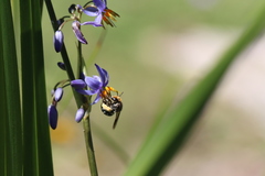 Lipotriches australica