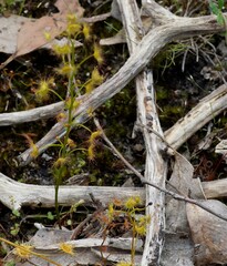 Drosera auriculata