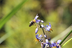 Lipotriches australica