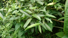 Dioscoreaceae