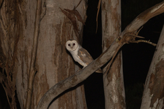 Tyto alba delicatula