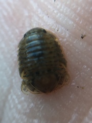 Exosphaeroma planulum