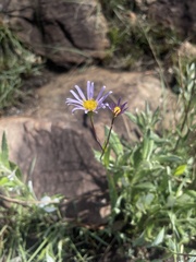 Afroaster serrulatus