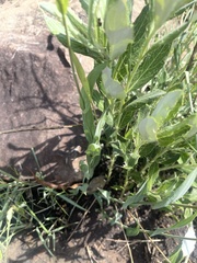 Afroaster serrulatus