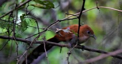 Piaya cayana