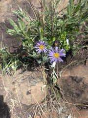 Afroaster serrulatus