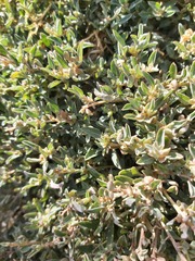 Atriplex