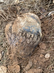 Pisolithus