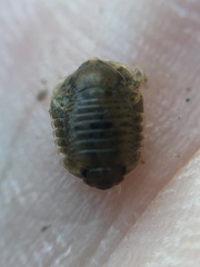 Exosphaeroma planulum