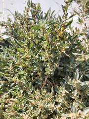 Atriplex