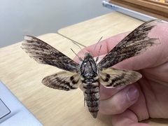 Agrius godarti