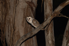 Tyto alba delicatula