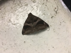 Bastilla arcuata