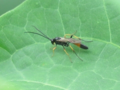 Ichneumonidae