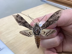 Agrius godarti