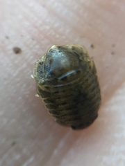 Exosphaeroma planulum