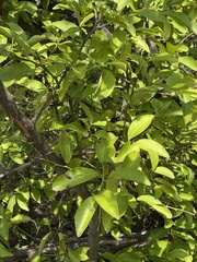 Citrus × taitensis
