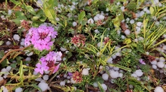 Glandularia tenera