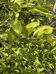 Citrus × taitensis