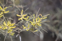 Acacia leptostachya