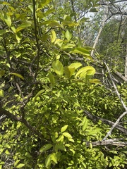 Citrus × taitensis