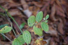 Lithospermum tuberosum