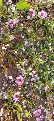Glandularia tenera