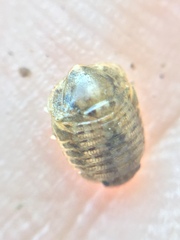 Exosphaeroma planulum