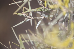 Acacia leptostachya