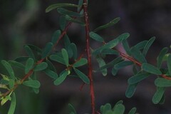 Pultenaea alea