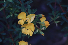 Pultenaea alea