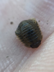 Exosphaeroma planulum