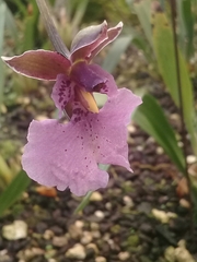 Caucaea