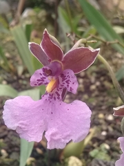 Caucaea