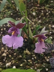 Caucaea
