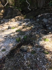 Exosphaeroma planulum