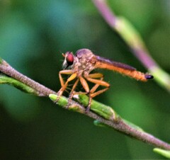 Ommatiini