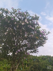 Brunfelsia pauciflora