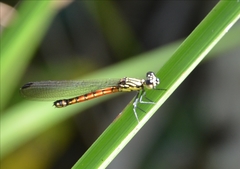 Rhinocypha pagenstecheri timorana