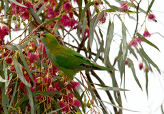Parvipsitta porphyrocephala