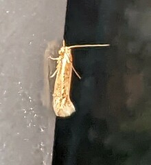 Amydria effrenatella