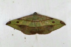 Hypochrosis hyadaria