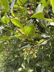 Aiouea dubia
