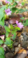 Lythraceae