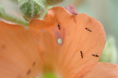 Heterothrips pectinifer