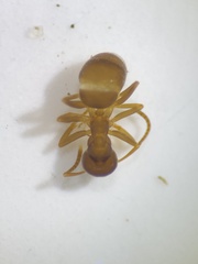 Lasius