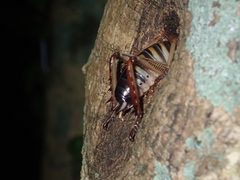 Hemideina crassidens