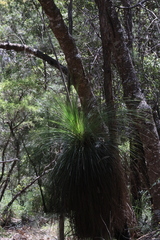 Xanthorrhoea johnsonii